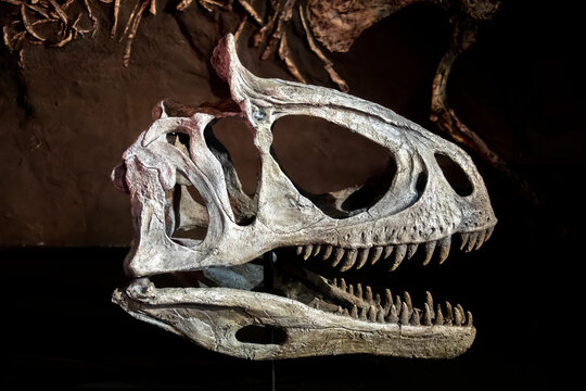 the  cast of cryolophosaurus ellioti skull in Australian musuem. 
a genus of large theropod dinosaur  from the early Jurassic of Antarctica.