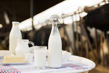 milk, cottage cheese, cream, cheese on table against background of cows