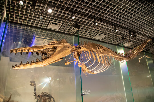 Tokyo Japan Mar 11th 2023: the dorudon atrox in global gallery National Museum of Nature and Science. 
A genus of extinct basilosaurid ancient whales that lived alongside Basilosaurus in the Eocene.