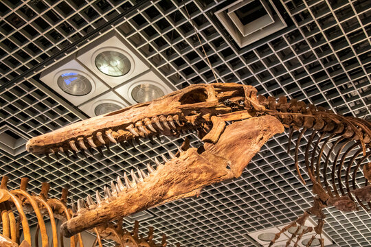 Tokyo Japan Mar 11th 2023: the tylosaurus proriger in global gallery National Museum of Nature and Science.
A large, predatory marine reptile closely related to modern monitor lizards and to snakes.