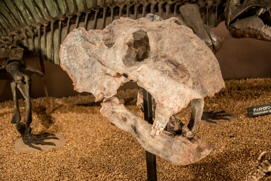 Tokyo Japan Mar 11th 2023: the Kannemeyeria skull in global gallery National Museum of Nature and Science. 
A genus of dicynodont that lived during the Anisian age of Middle Triassic.