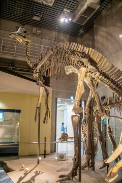 Tokyo Japan Mar 11th 2023: the hypacrosaurus stebingeri in global gallery National Museum of Nature and Science.
It means "near the highest lizard", was a genus of duckbill dinosaur.