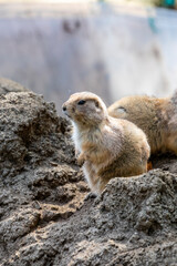 Naklejka na ściany i meble The black-tailed prairie dog (Cynomys ludovicianus) is a rodent of the family Sciuridae found in the Great Plains of North America. These animals do not truly hibernate.