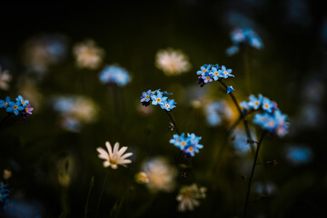 Beautifully colored flowers on the meadow in Prague, Czech Republic, Europe. Spring vibes are finally here and nature is full of beautiful flowers, colors and scents.