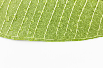 green leaf isolated on white background with copy space for your text.
