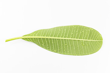 Obraz premium Frangipani leaves isolated on white background with clipping path.