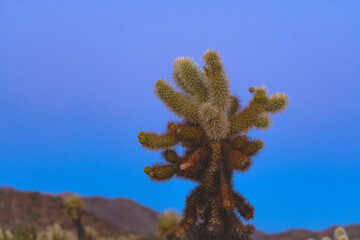 cholla cactus at sunrise in joshua tree national park california usa