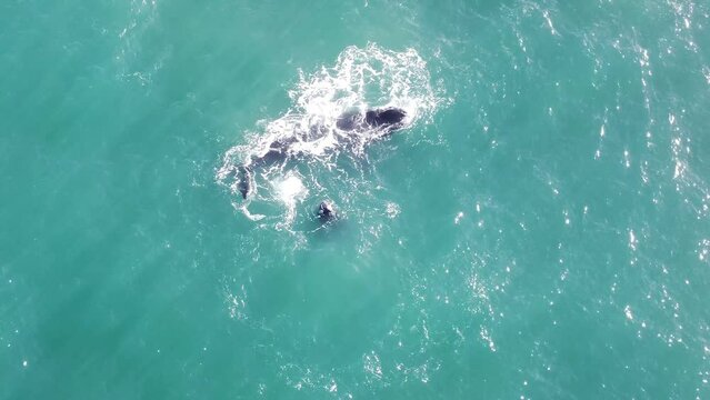 Aerial view of pod of Southern Right Whales swimming/playing in the sea in Mossel Bay, Western Cape, South Africa - 4K Resolution.
