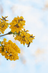 Flowering oak tree. Yellow flowers.