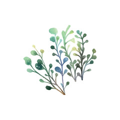 Seaweed watercolor. Vintage botanical illustration. Vector decoration. Hand drawn sketch.