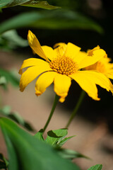 Yellow sunflower-like flower.