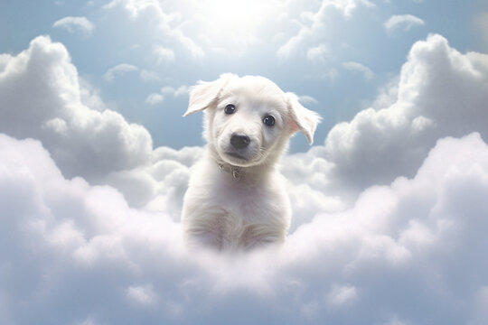 Puppy in heaven