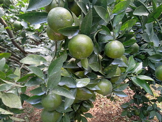 Sweet orange fruit on the tree