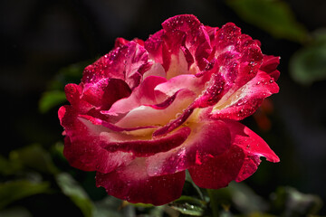 Rose Candy Stripe against the blured background of green leaves in the sun