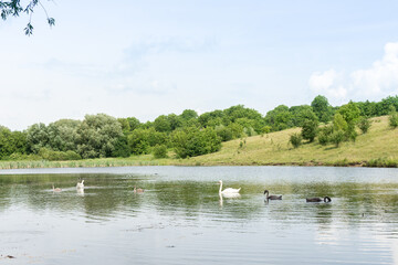 Summertime, a pair of adult swans with chicks swim on the lake