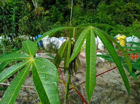 Cassava (Manihot esculenta) plants are growing with fresh green leaves and developing tubers in the soil