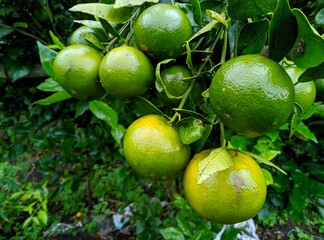 Fresh oranges soon to be harvested for consumption and marketing