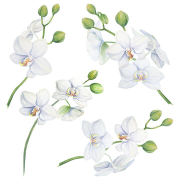 Set of white orchid flower elements. Delicate realistic botanical watercolor hand drawn illustration. Clipart for wedding invitations, decor, textiles, gifts, packaging and floristry.