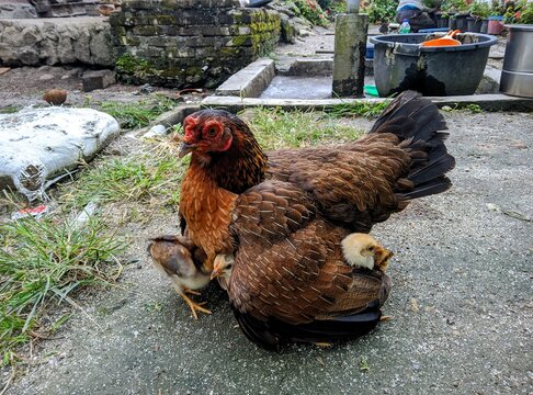 
A photo depicts a sweet little chick standing near a attentive mother hen, portraying the family bond and warmth radiating from their interaction