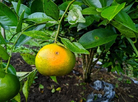 Citrus fruits affected by fruit fly disease, resulting in losses for citrus farmers