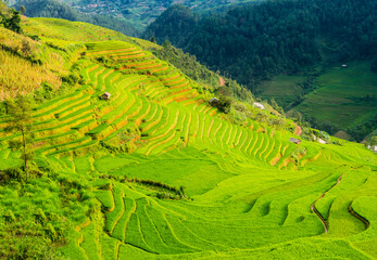 Amazing landscape with terraced rice field in the mountains of Mu Cang Chai, Yen Bai Province, northern Vietnam
