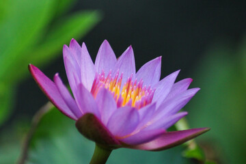 Gorgeous Petals with a Subtle Scent