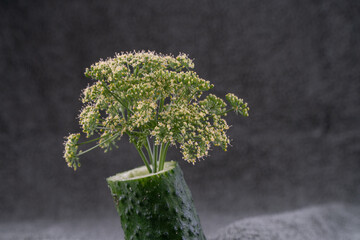 conceptual photo of cucumber and dill,
