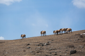 Przewalski horses are roaming free in Hustai National Park, Mongolia