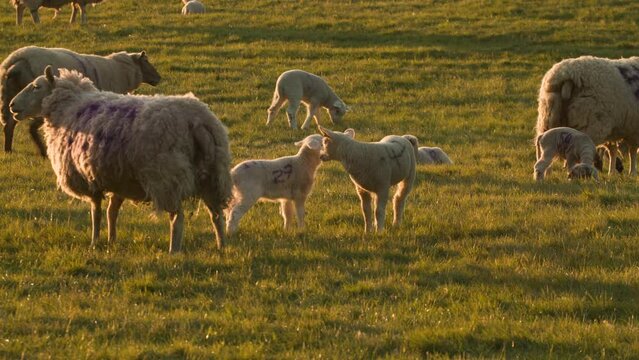 4K video clip mother sheep and baby lamb standing in a field on a farm in evening sunlight