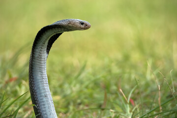 snake in grass
