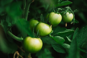 Green tomatoes in the spring in the garden. Vegetables plants, fruit full of vitamins, healthy meal.