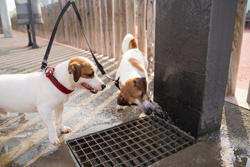 Two dogs Jack Russell terriers drinking water from street tap drinking fountain. Summer thirst....