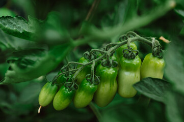 Green tomatoes in the spring in the garden. Vegetables plants, fruit full of vitamins, healthy meal.