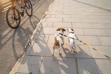 Dogs and bicycle. Two dogs with double leash back view from the owner perspective walking close to bicycle lane. Happy pet family walking in the evening big city 