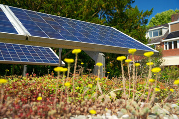 Green roof garden with blue solar panels. Sedum green roof with photovoltaic panels.