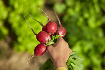 Harvest radishes in the hands of a child in a backyard garden