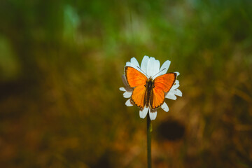 Un papillon Scarce copper de type Lycaena hippothoe orange en gros plan vu de dessus sur une marguerite blanche