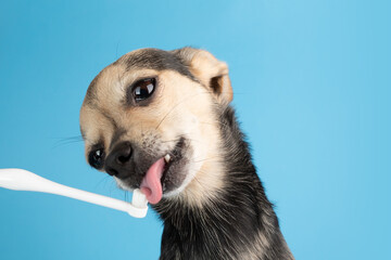 dog licks toothpaste from a special pet toothbrush