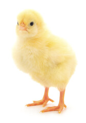 Small yellow chicken