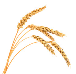 Ears of wheat. - 616728339