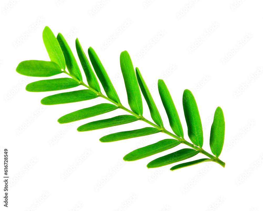 Poster tamarind leaf transparent png