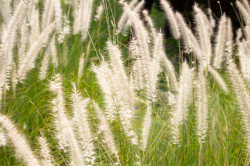 Fototapeta premium Fountain grass or pennisetum alopecuroides