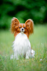 Beautiful red and white papillon portrait, blurred background on the spring grass
