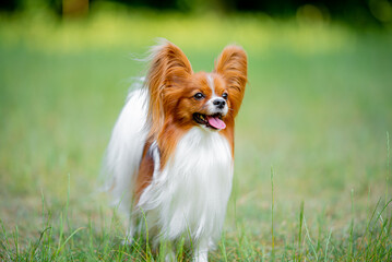 Beautiful red and white papillon portrait, blurred background on the spring grass