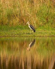 Lesser adjutant stork or Leptoptilos javanicus large wading bird with reflection in water in...
