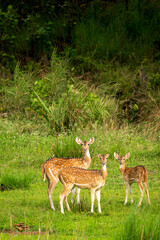 Naklejka na ściany i meble wild spotted deer or chital or axis deer family side profile in herd or group with curious face expression in natural scenic green background at bandhavgarh national park forest madhya pradesh india