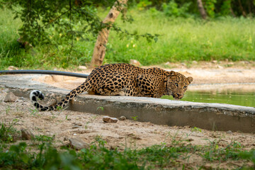 Indian wild male leopard or panther or panthera pardus quenching thirst drinking water from man made waterhole with eye contact during safari at jhalana leopard reserve forest jaipur rajasthan india - 616729744