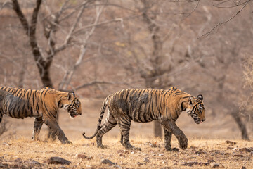 Two wild male bengal tiger or panthera tigris cubs walking side profile body covered in mud coming out of sludge in hot and dry summer season ranthambore national park forest resereve rajasthan india - 616729750
