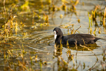 Eurasian coot or common coot or Australian coot or Fulica atra bird closeup in wetland or shallow water in winter season at keoladeo national park or bharatpur bird sanctuary rajasthan india asia