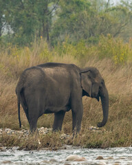 wild female asian elephant or Elephas maximus indicus side profile in winter morning rainy day near ramganga river water at dhikala zone of jim corbett national park forest reserve uttarakhand india